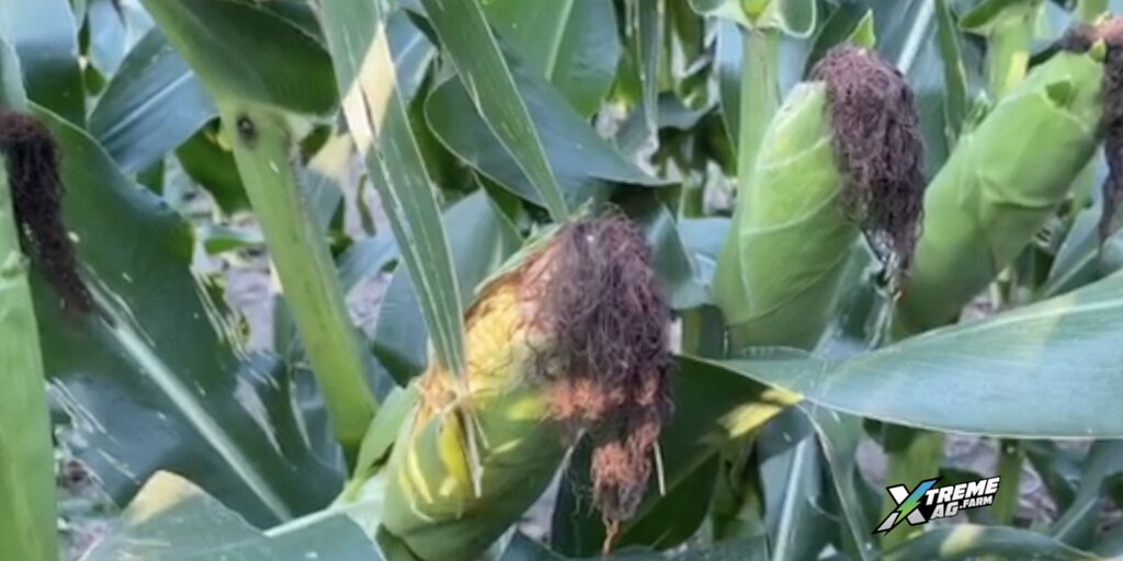 Hefty Corn Thriving Corn Amid Drought: Lee's Hefty Corn Success Story
