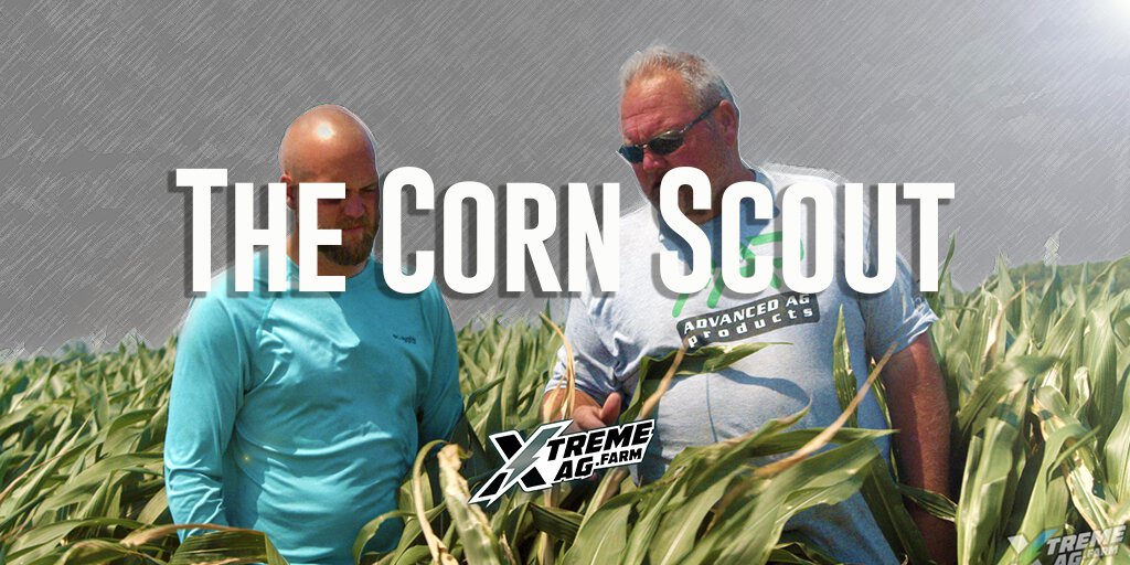 Corn Scouting Mastery: Insights from Integra 6811 Corn Plot Analysis
