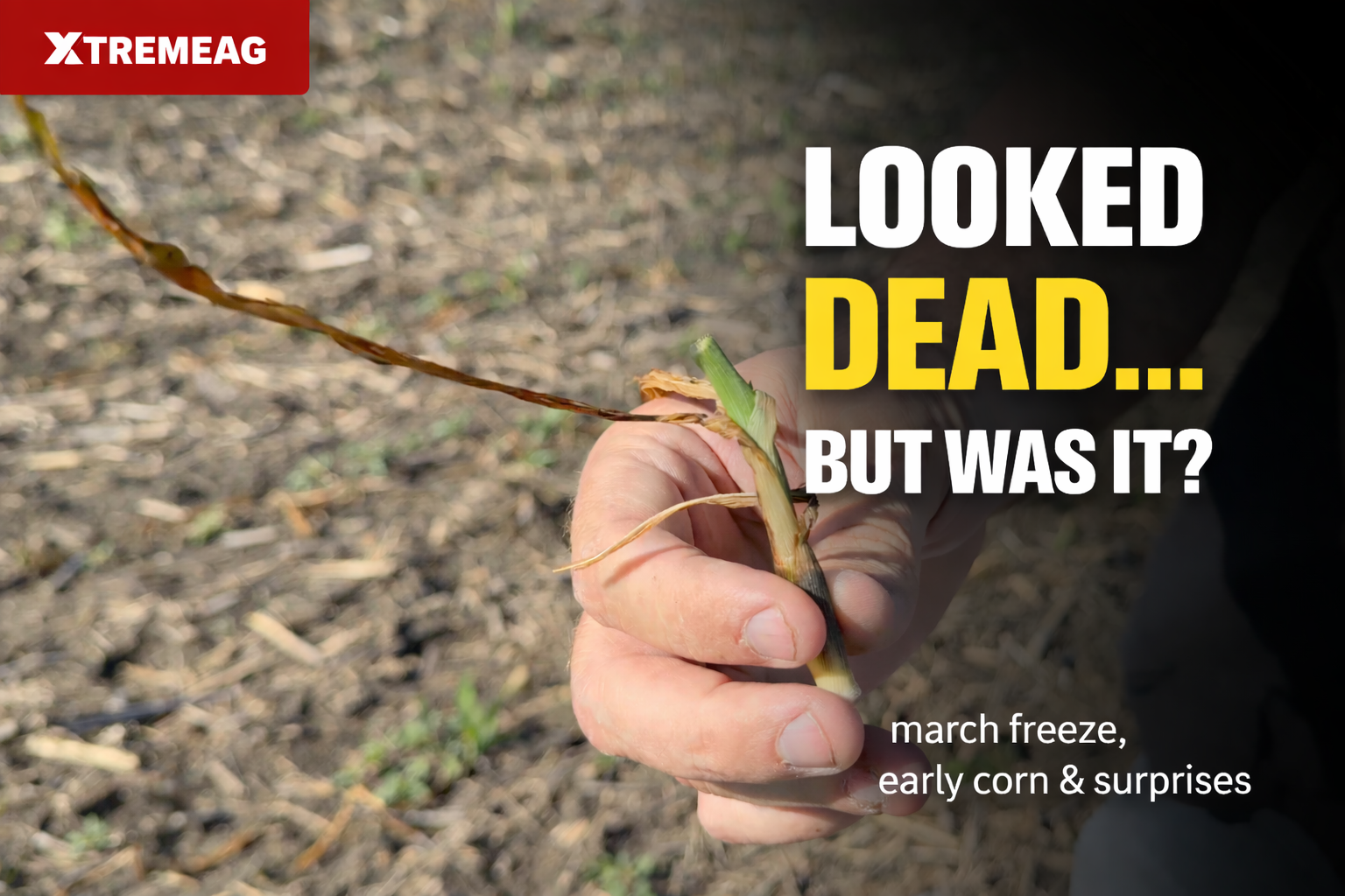Corn Planted in February Gets Hit by Late Freeze | Farming Video